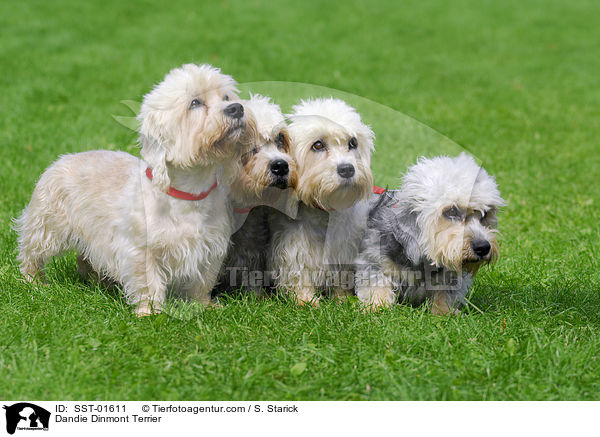 Dandie Dinmont Terrier / Dandie Dinmont Terrier / SST-01611