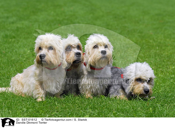 Dandie Dinmont Terrier / Dandie Dinmont Terrier / SST-01612