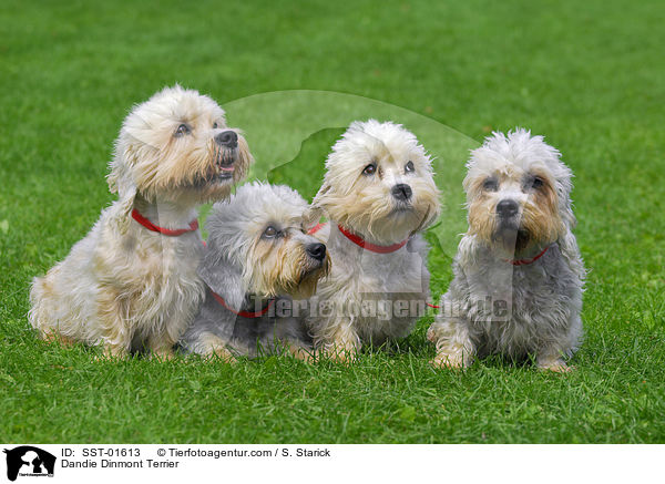 Dandie Dinmont Terrier / Dandie Dinmont Terrier / SST-01613