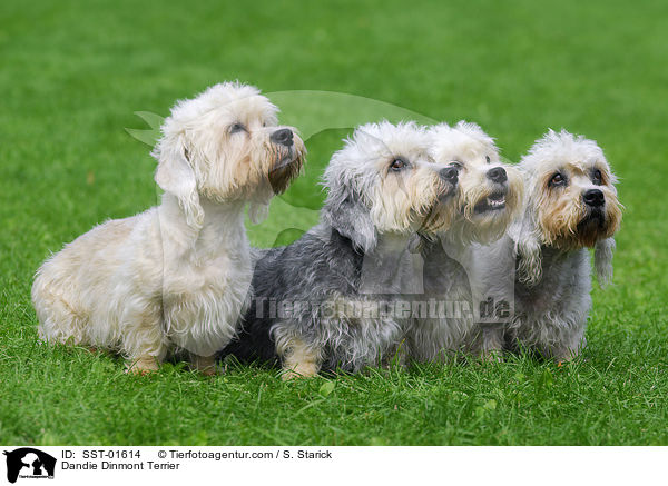 Dandie Dinmont Terrier / Dandie Dinmont Terrier / SST-01614
