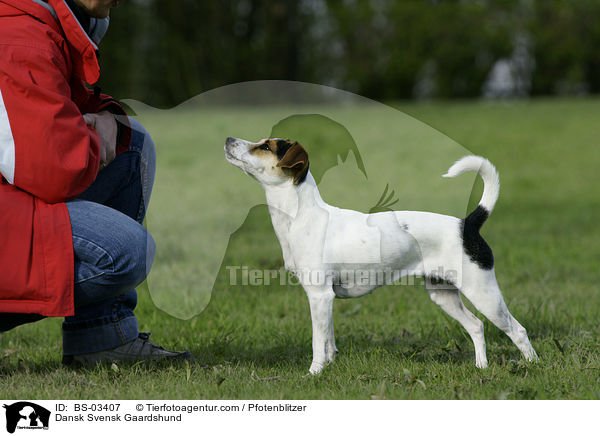 Dansk Svensk Gaardshund / BS-03407