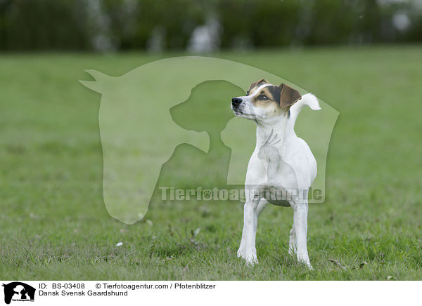 Dansk Svensk Gaardshund / BS-03408