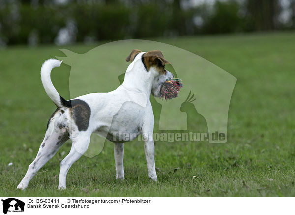 Dnisch-Schwedischer Farmhund / Dansk Svensk Gaardshund / BS-03411