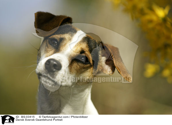 Dansk Svensk Gaardshund Portrait / Dansk Svensk Gaardshund Portrait / BS-03415