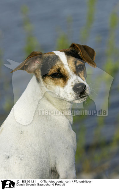 Dansk Svensk Gaardshund Portrait / Dansk Svensk Gaardshund Portrait / BS-03421