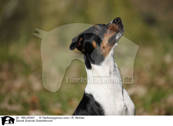 Dnisch-Schwedischer Farmhund / Dansk Svensk Gaardshund / RR-35067