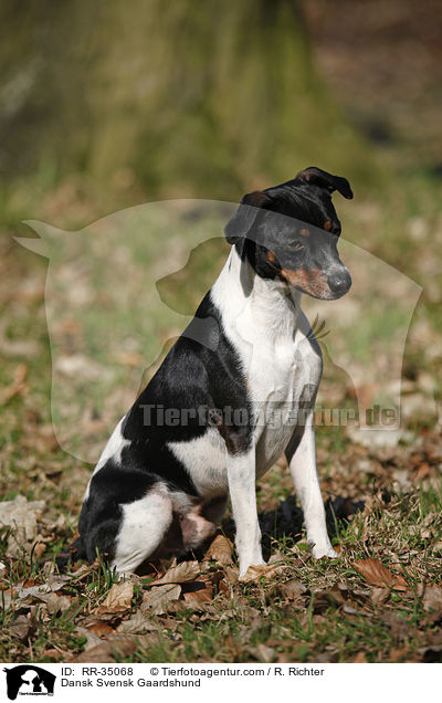 Dnisch-Schwedischer Farmhund / Dansk Svensk Gaardshund / RR-35068