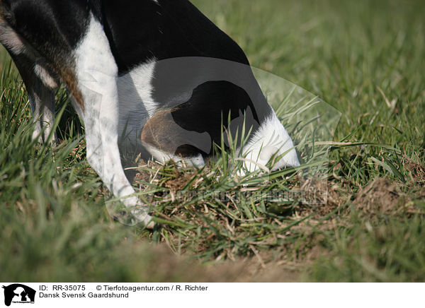 Dnisch-Schwedischer Farmhund / Dansk Svensk Gaardshund / RR-35075