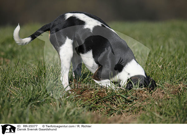 Dnisch-Schwedischer Farmhund / Dansk Svensk Gaardshund / RR-35077