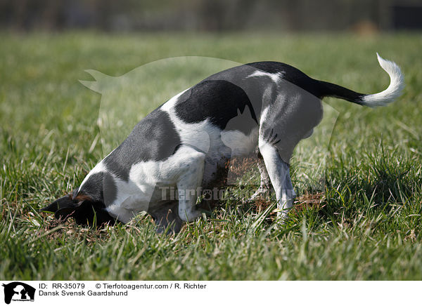Dnisch-Schwedischer Farmhund / Dansk Svensk Gaardshund / RR-35079