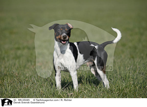 Dnisch-Schwedischer Farmhund / Dansk Svensk Gaardshund / RR-35085
