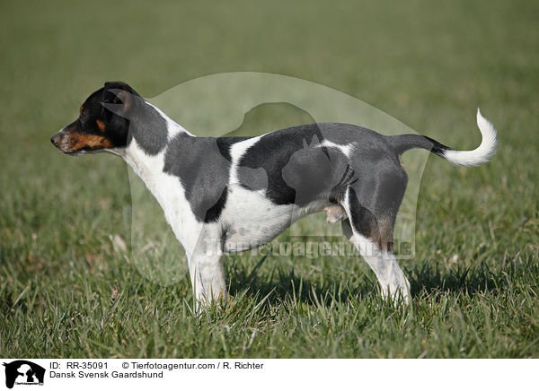 Dnisch-Schwedischer Farmhund / Dansk Svensk Gaardshund / RR-35091