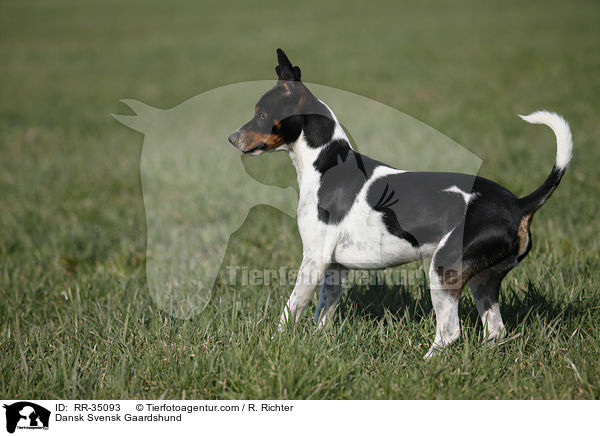 Dnisch-Schwedischer Farmhund / Dansk Svensk Gaardshund / RR-35093