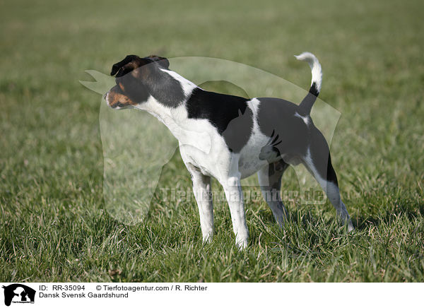 D�nisch-Schwedischer Farmhund / Dansk Svensk Gaardshund / RR-35094