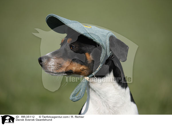 Dnisch-Schwedischer Farmhund / Dansk Svensk Gaardshund / RR-35112