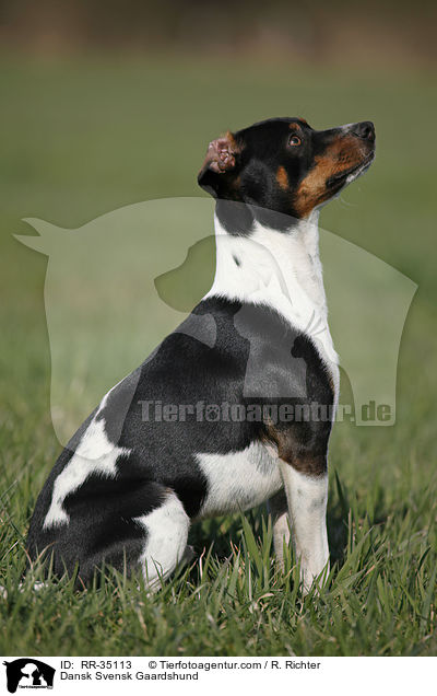 Dnisch-Schwedischer Farmhund / Dansk Svensk Gaardshund / RR-35113