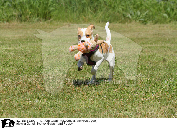 spielender Dnisch Schwedischer Farmhund Welpe / playing Dansk Svensk Gaardhund Puppy / SS-39203