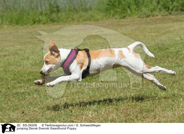 springender Dnisch Schwedischer Farmhund Welpe / jumping Dansk Svensk Gaardhund Puppy / SS-39206