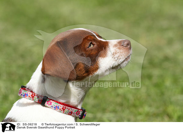 Dansk Svensk Gaardhund Puppy Portrait / SS-39218