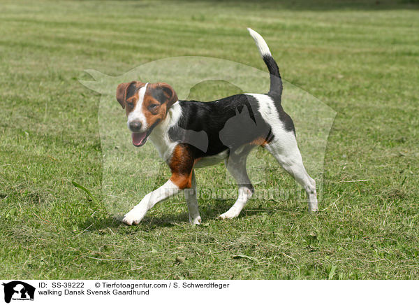 laufender Dnisch Schwedischer Farmhund / walking Dansk Svensk Gaardhund / SS-39222
