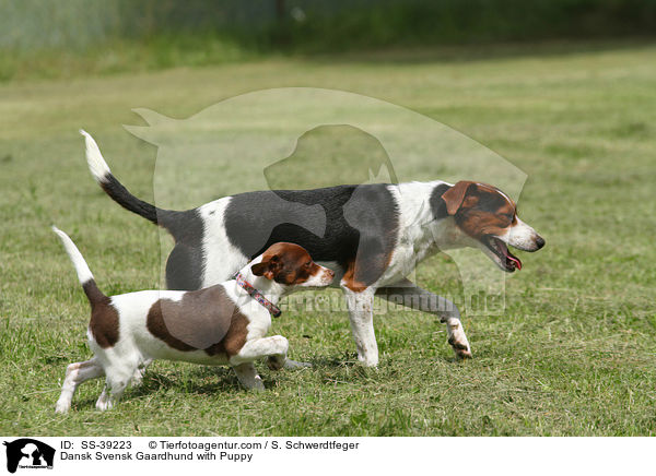 Dnisch Schwedischer Farmhund mit Welpe / Dansk Svensk Gaardhund with Puppy / SS-39223