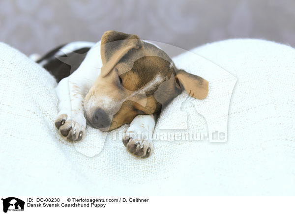 Dnisch Schwedischer Farmhund Welpe / Dansk Svensk Gaardshund Puppy / DG-08238