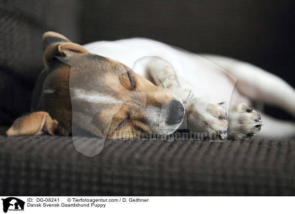 Dansk Svensk Gaardshund Puppy / DG-08241