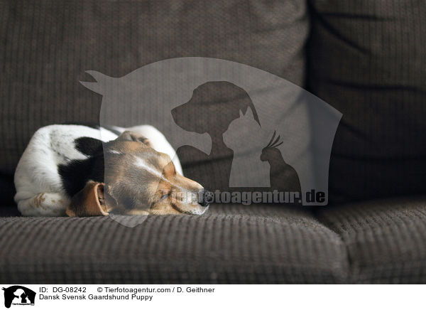 Dnisch Schwedischer Farmhund Welpe / Dansk Svensk Gaardshund Puppy / DG-08242