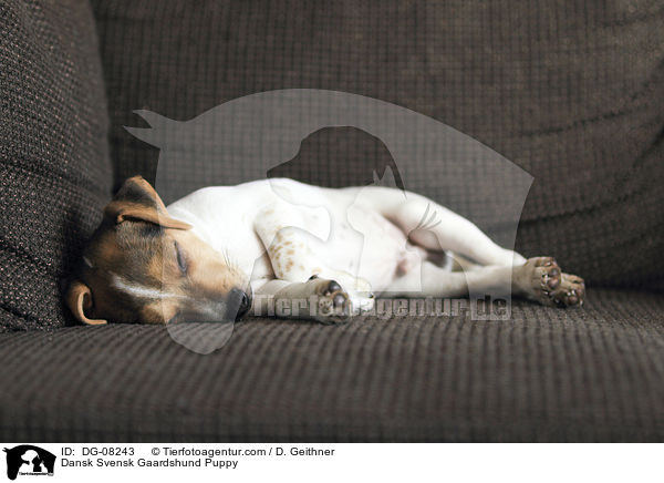 Dansk Svensk Gaardshund Puppy / DG-08243