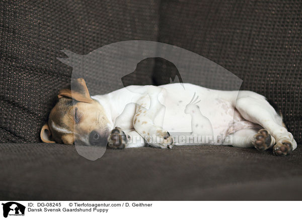 Dansk Svensk Gaardshund Puppy / DG-08245
