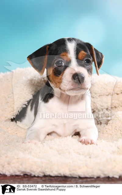 Dnisch Schwedischer Farmhund Welpe / Dansk Svensk Gaardshund Puppy / SS-53472