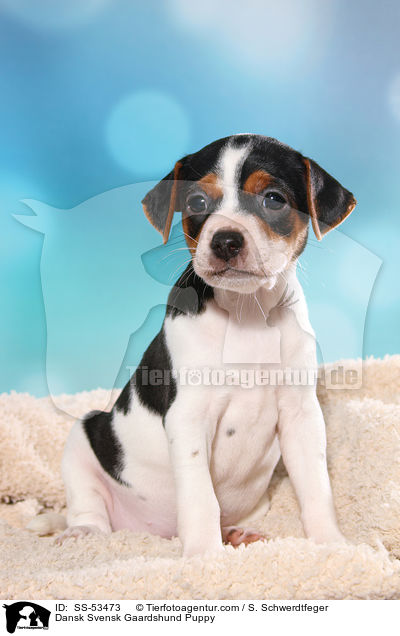 Dnisch Schwedischer Farmhund Welpe / Dansk Svensk Gaardshund Puppy / SS-53473