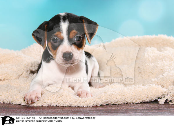 Dnisch Schwedischer Farmhund Welpe / Dansk Svensk Gaardshund Puppy / SS-53475