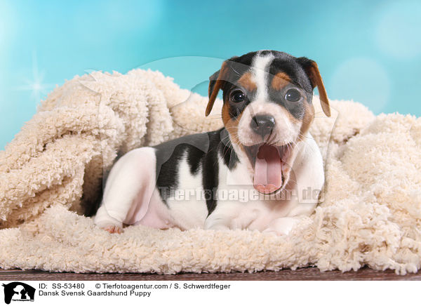 Dnisch Schwedischer Farmhund Welpe / Dansk Svensk Gaardshund Puppy / SS-53480