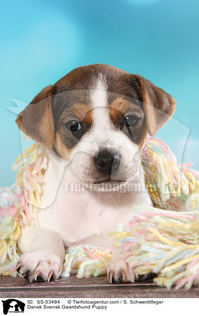 Dnisch Schwedischer Farmhund Welpe / Dansk Svensk Gaardshund Puppy / SS-53484