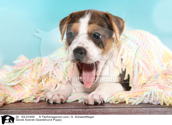 Dnisch Schwedischer Farmhund Welpe / Dansk Svensk Gaardshund Puppy / SS-53489