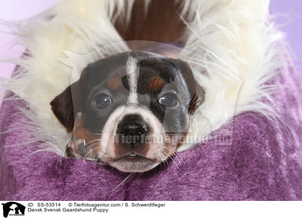 Dnisch Schwedischer Farmhund Welpe / Dansk Svensk Gaardshund Puppy / SS-53514