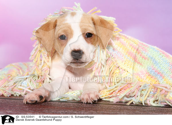 Dnisch Schwedischer Farmhund Welpe / Dansk Svensk Gaardshund Puppy / SS-53541