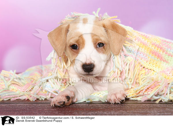 Dnisch Schwedischer Farmhund Welpe / Dansk Svensk Gaardshund Puppy / SS-53542