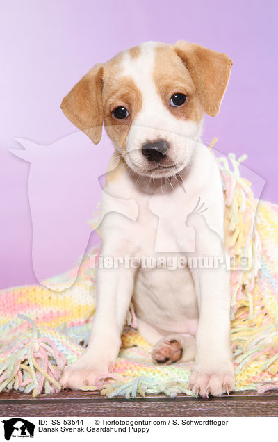 Dnisch Schwedischer Farmhund Welpe / Dansk Svensk Gaardshund Puppy / SS-53544