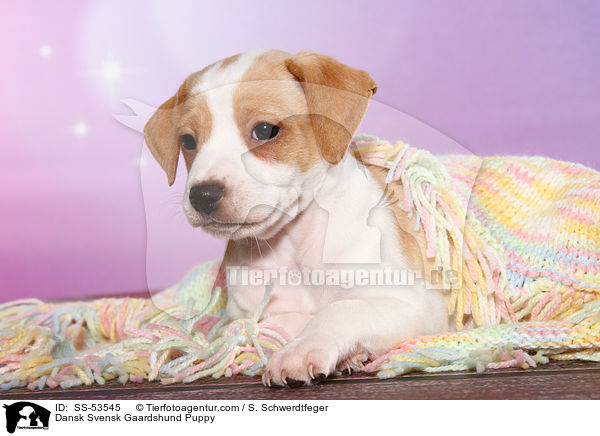 Dnisch Schwedischer Farmhund Welpe / Dansk Svensk Gaardshund Puppy / SS-53545