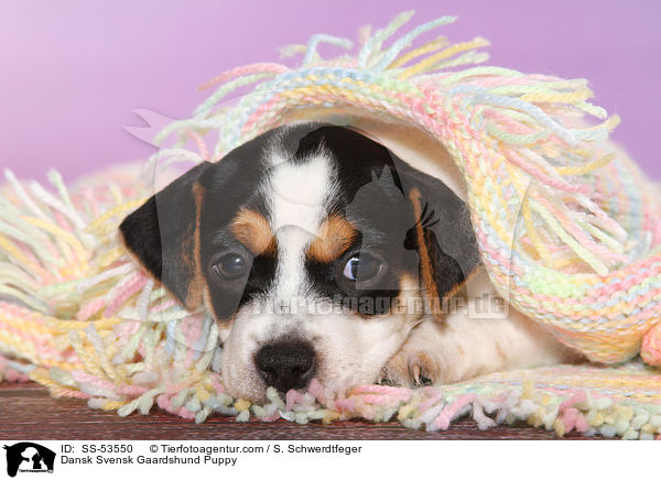 Dnisch Schwedischer Farmhund Welpe / Dansk Svensk Gaardshund Puppy / SS-53550