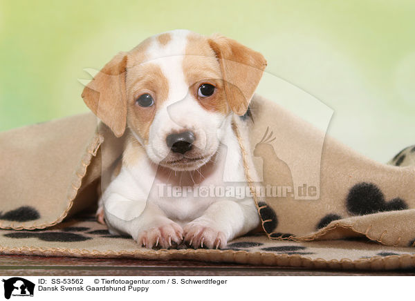 Dnisch Schwedischer Farmhund Welpe / Dansk Svensk Gaardshund Puppy / SS-53562