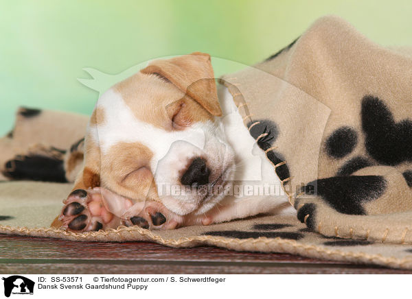 Dnisch Schwedischer Farmhund Welpe / Dansk Svensk Gaardshund Puppy / SS-53571