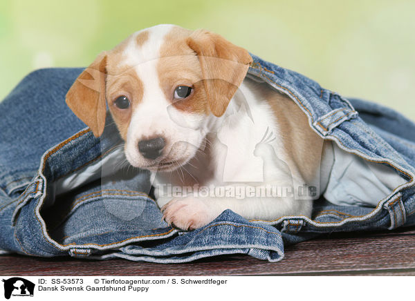 Dnisch Schwedischer Farmhund Welpe / Dansk Svensk Gaardshund Puppy / SS-53573