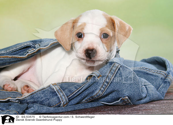 Dnisch Schwedischer Farmhund Welpe / Dansk Svensk Gaardshund Puppy / SS-53575