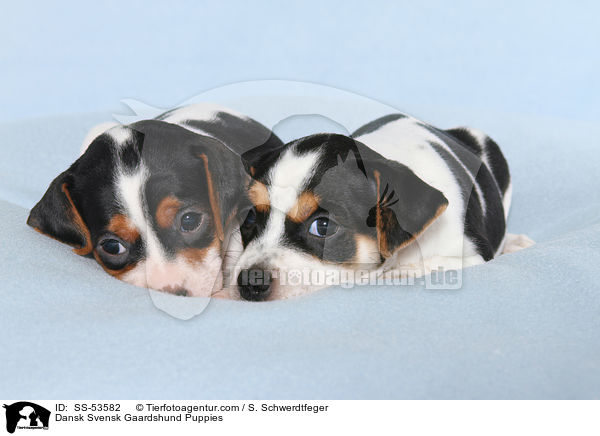 Dansk Svensk Gaardshund Puppies / SS-53582