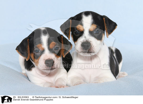 Dansk Svensk Gaardshund Puppies / SS-53583