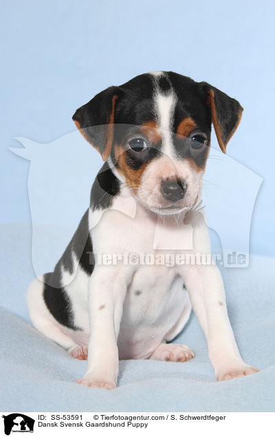 Dnisch Schwedischer Farmhund Welpe / Dansk Svensk Gaardshund Puppy / SS-53591