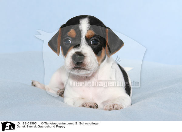 Dnisch Schwedischer Farmhund Welpe / Dansk Svensk Gaardshund Puppy / SS-53595